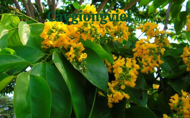 hoa giáng hương