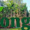 Cây bàng đài loan công trình