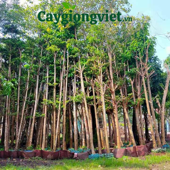 Cây bàng đài loan công trình