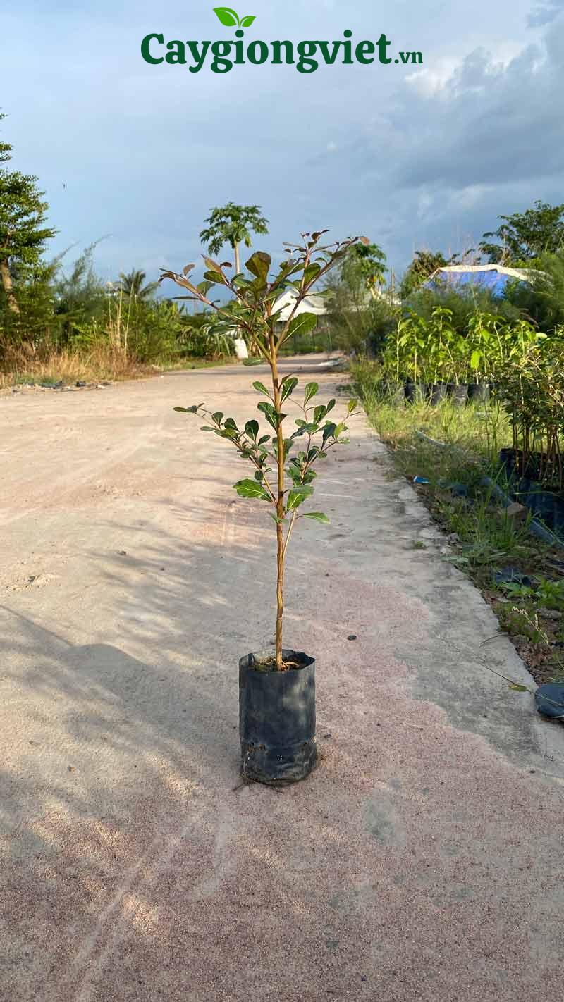 Cây Bàng Đài Loan (bàng lá nhỏ) cay bang dai loan canh quan 2