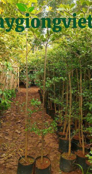 cay bang dai loan canh quan 8