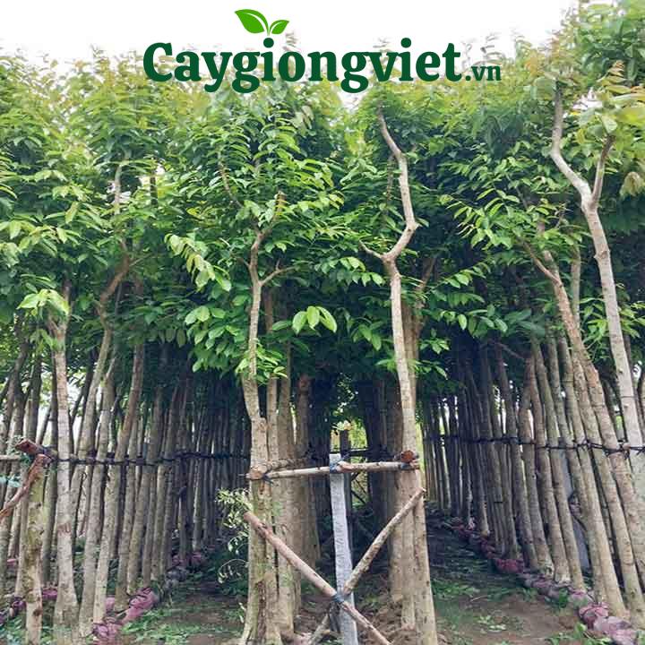 Cây bằng lăng tím công trình