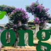 Cây bằng lăng tím công trình Cây bằng lăng tím công trình