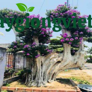 Cây bằng lăng tím công trình