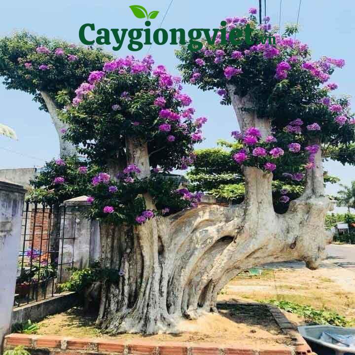 Cây bằng lăng tím công trình Cây bằng lăng tím công trình