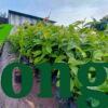 Cây Bằng Lăng Tím (bằng lăng nước) Cây bằng lăng tím