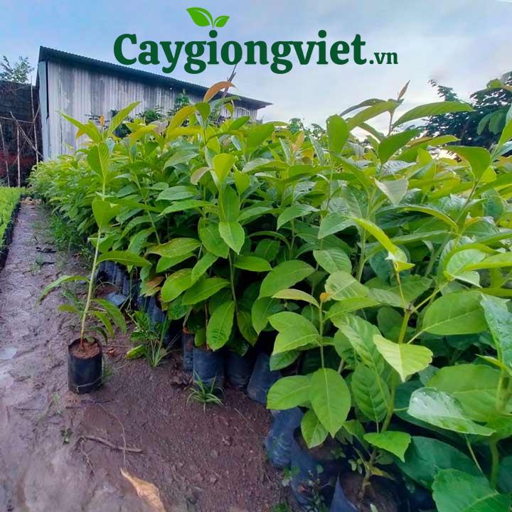 Cây Bằng Lăng Tím (bằng lăng nước) Cây bằng lăng tím