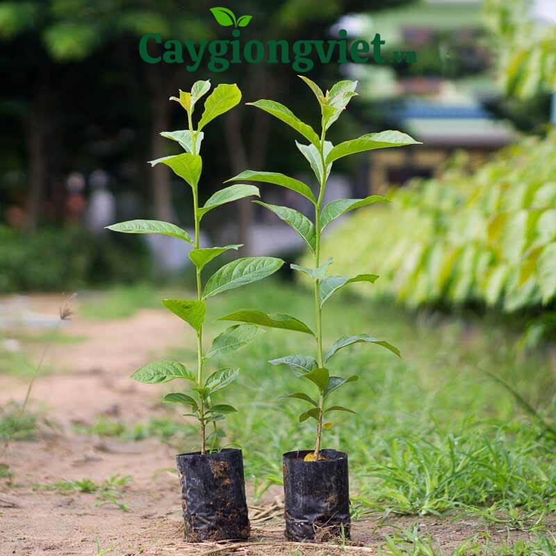 Cây bằng lăng tím