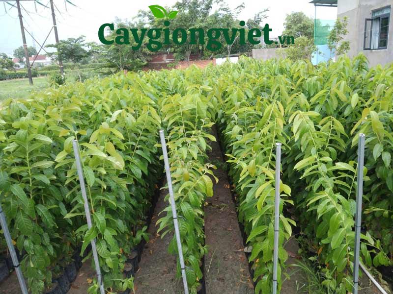 Cây bằng lăng tím