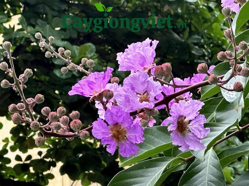Cây bằng lăng tím