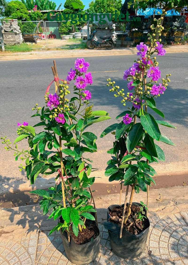 Cây bằng lăng tím