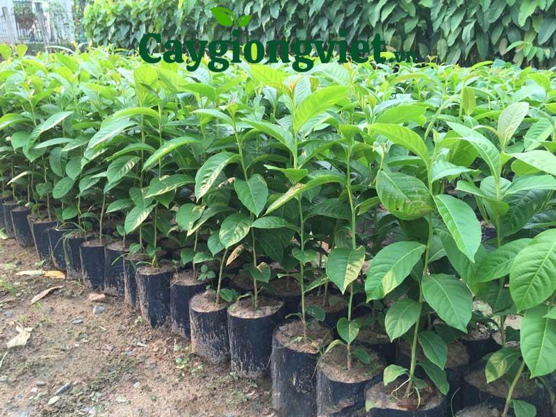 Cây bằng lăng tím