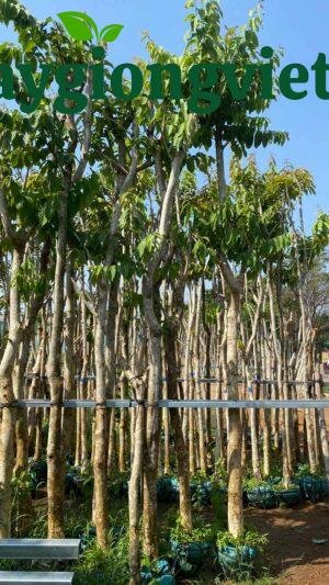 Cây bằng lăng tím công trình