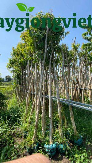 Cây bằng lăng tím công trình Cây bằng lăng tím công trình