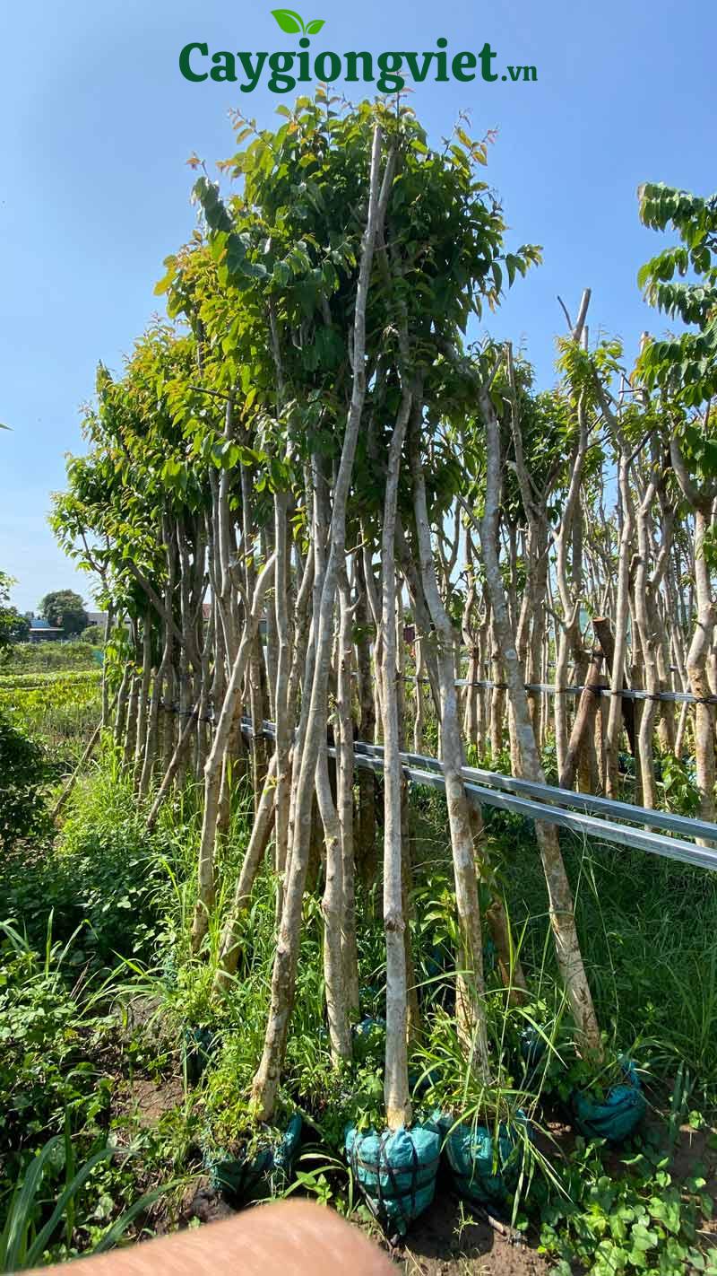 Cây bằng lăng tím công trình Cây bằng lăng tím công trình
