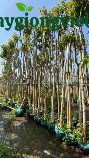 Cây bằng lăng tím công trình