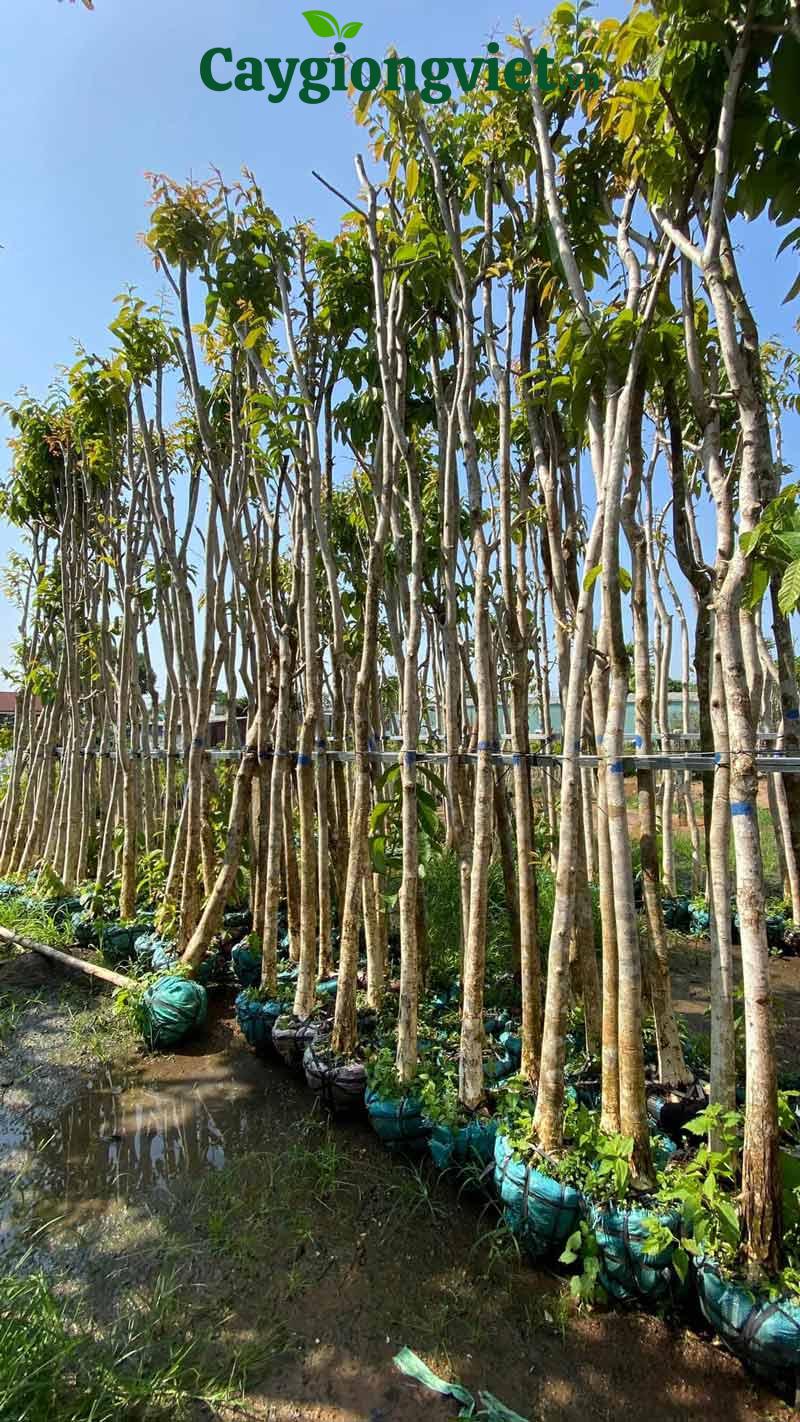 Cây bằng lăng tím công trình Cây bằng lăng tím công trình