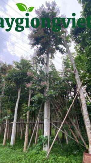 Cây bằng lăng tím công trình Cây bằng lăng tím công trình