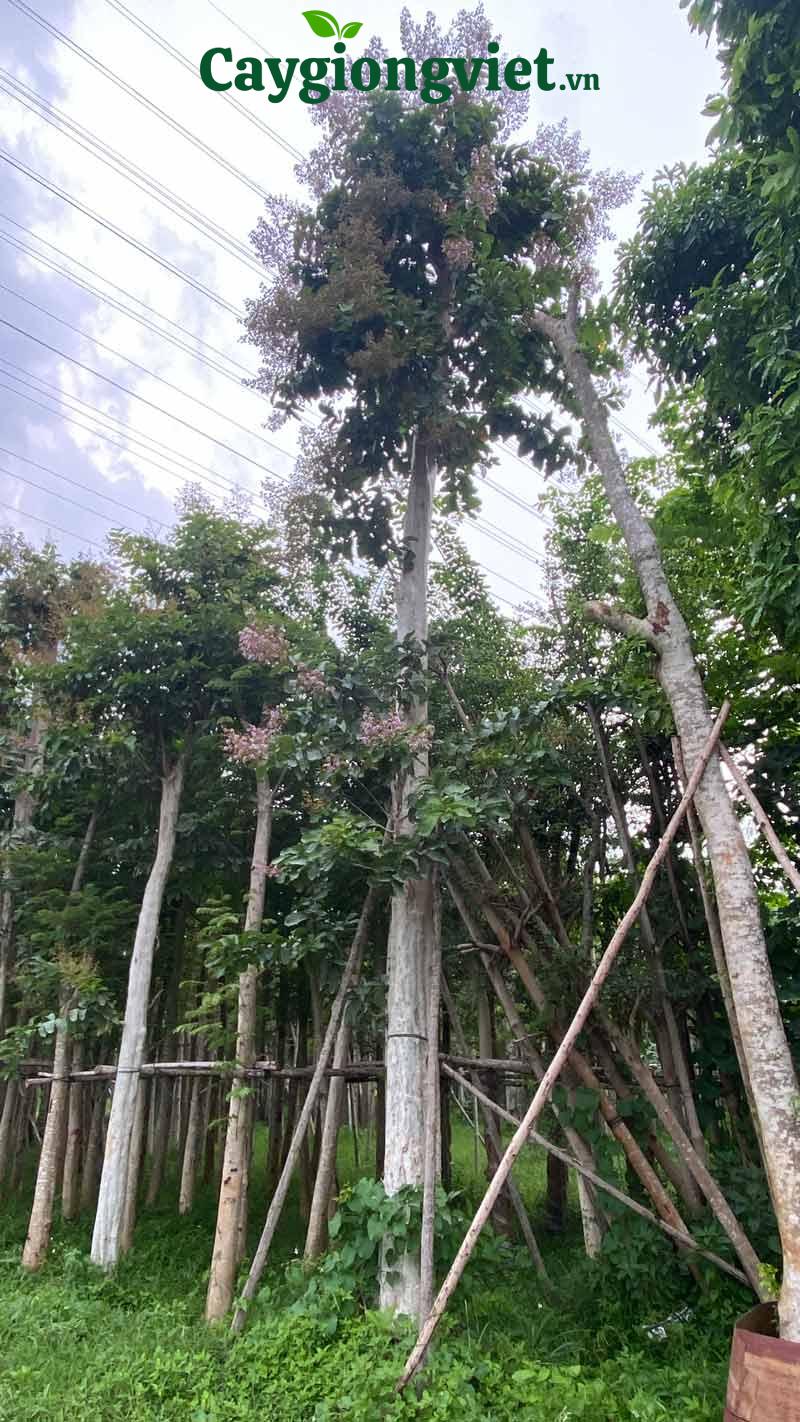 Cây bằng lăng tím công trình Cây bằng lăng tím công trình