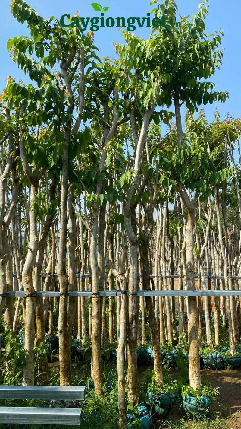 Cây bằng lăng tím công trình Cây bằng lăng tím công trình