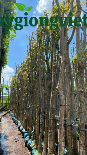 Trang Chủ Cây bằng lăng tím công trình