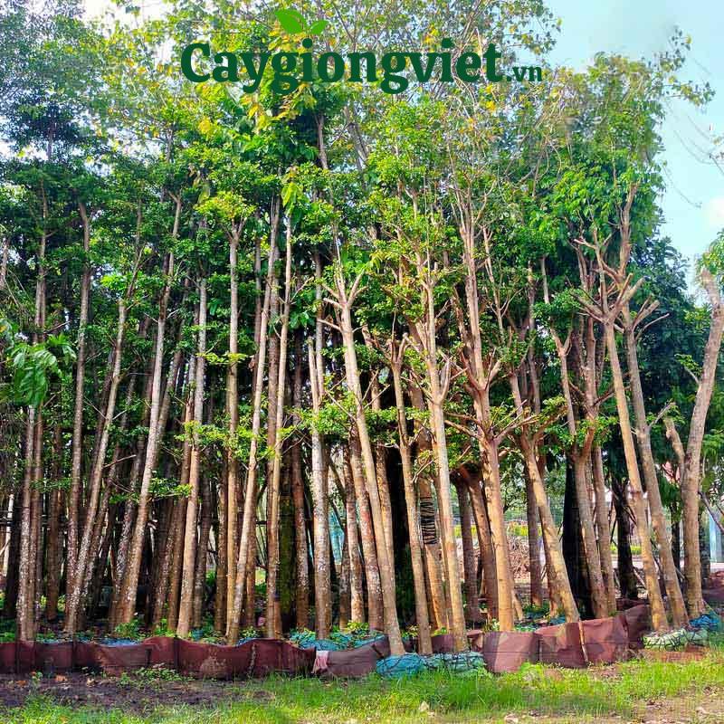 Cây cẩm lai công trình