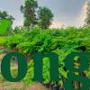 Cây Cẩm Lai Vườn ươm giống cây cẩm lai