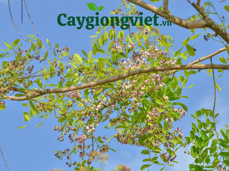Hoa cây cẩm lai
