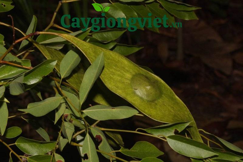 cay cam lai cong trinh 13