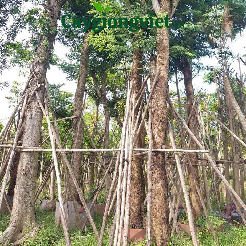 Cây cẩm lai công trình