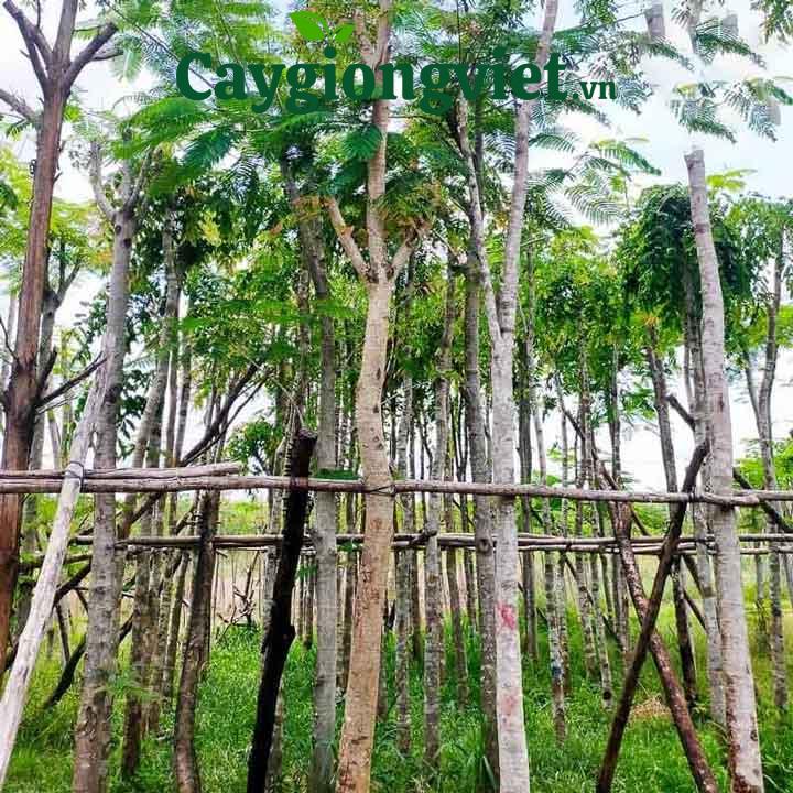 Cây cẩm lai công trình