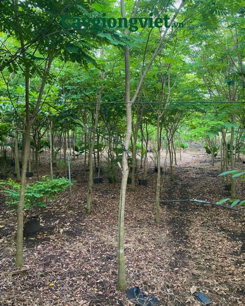 Cây cẩm lai công trình