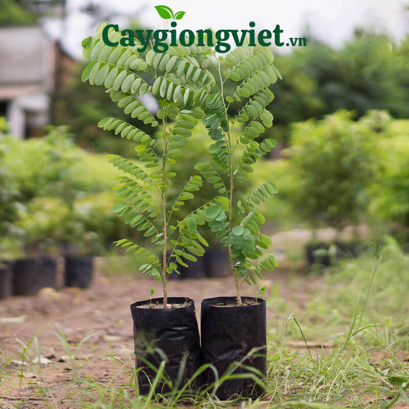 Vườn ươm giống cây cẩm lai