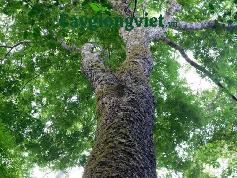 Đặc điểm chung của các loại cây lấy gỗ cây lấy gỗ cẩm lai