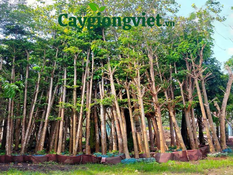 cây cẩm lai