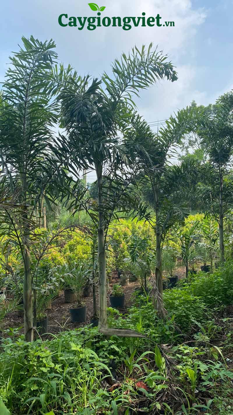 Cây Cau Đuôi Chồn cây giống cau đuôi chồn