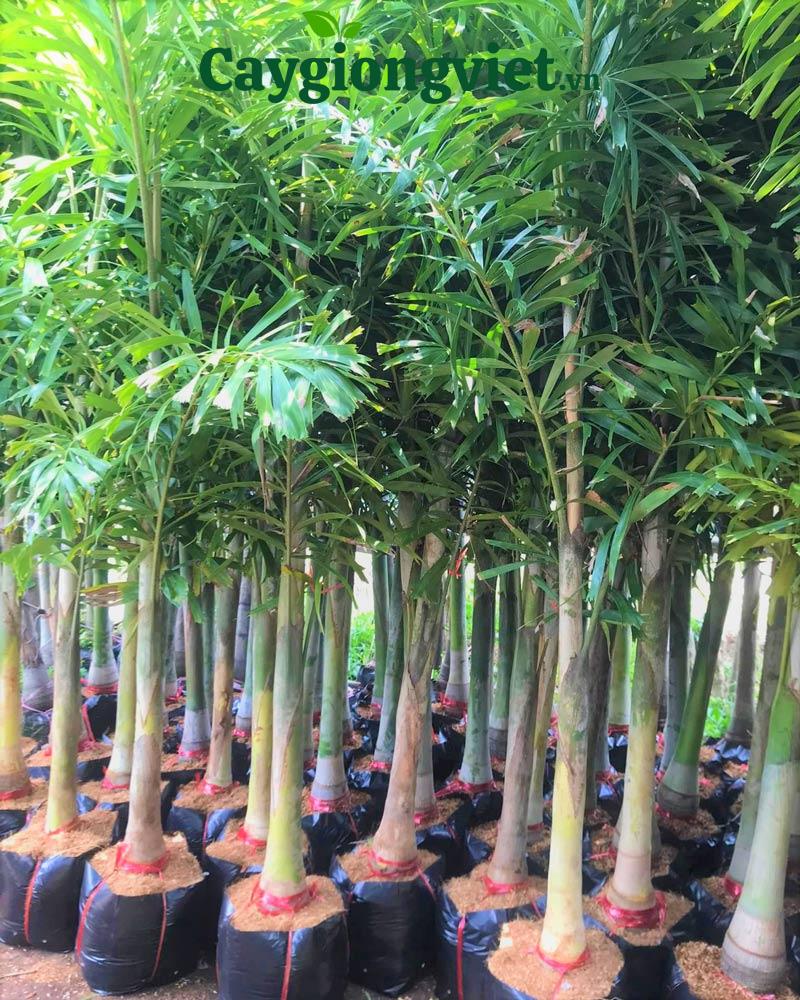 Cây Cau Đuôi Chồn cây giống cau đuôi chồn