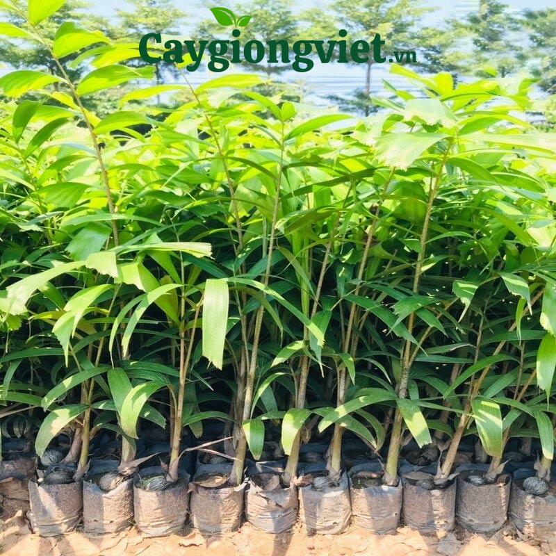 Cây Cau Đuôi Chồn cây giống cau đuôi chồn