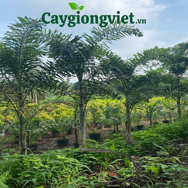 cay cau duoi chon 8