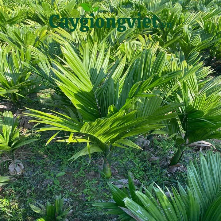Cây Cau Lùn cay cau lun 1