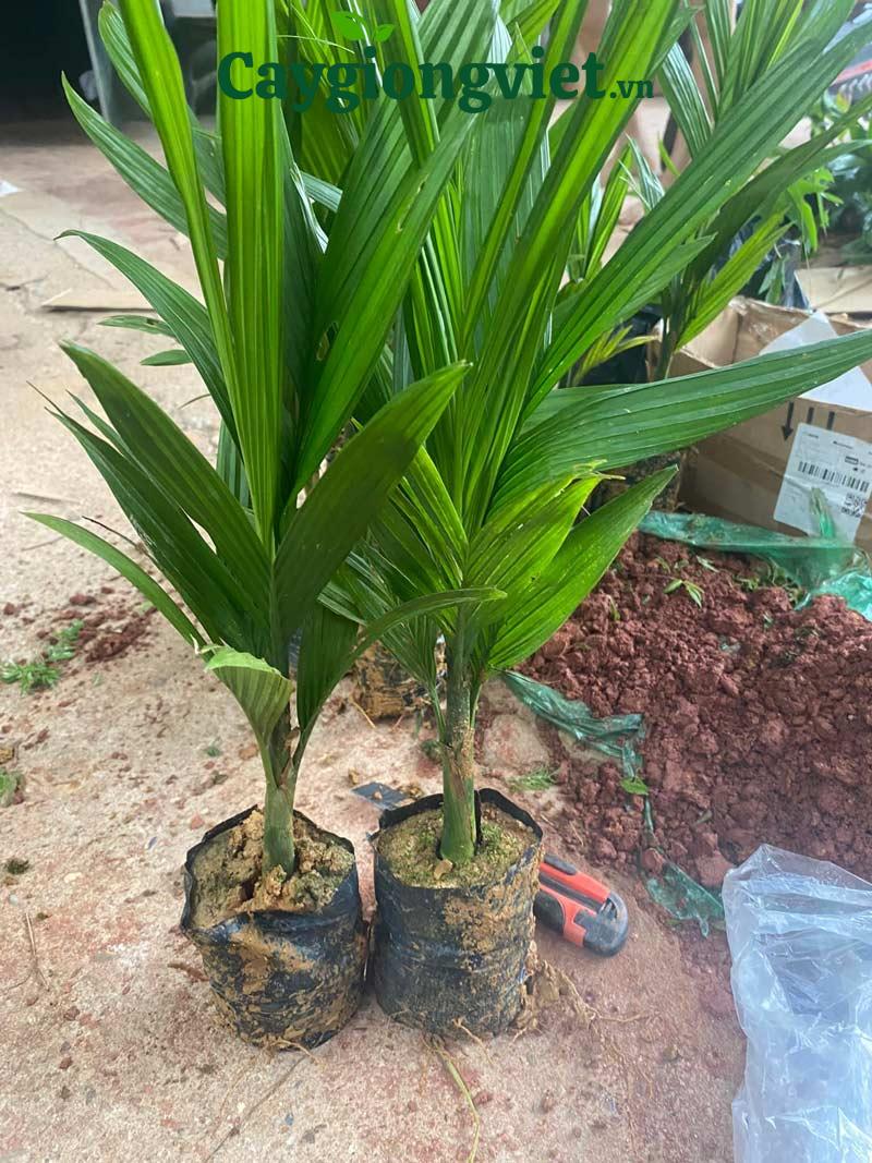 Cây cau lùn giống