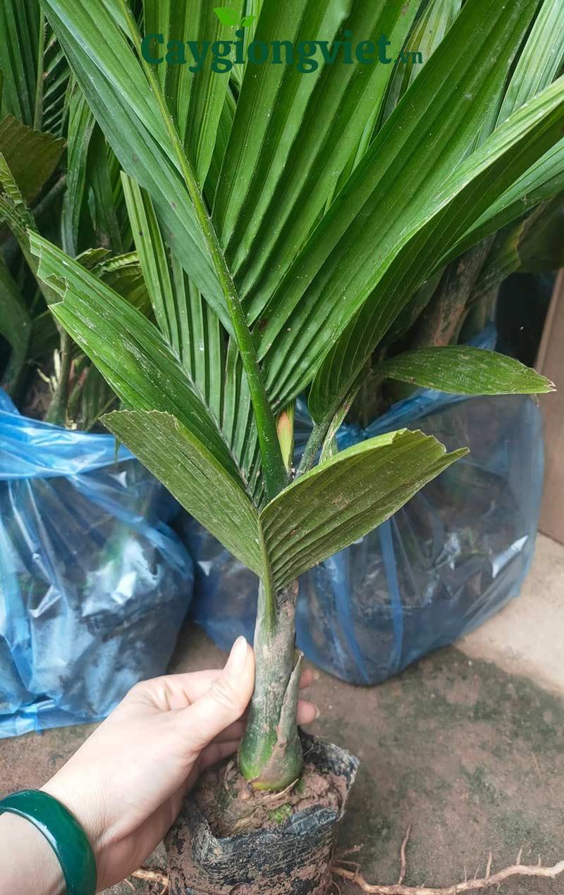 Cây cau lùn
