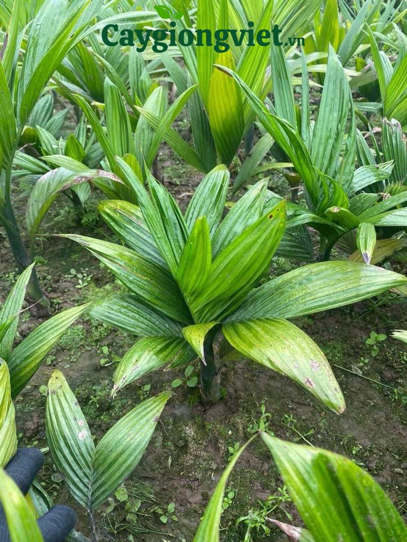 Cây cau lùn
