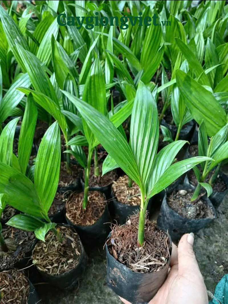 Vườn ươm giống Cây cau ta