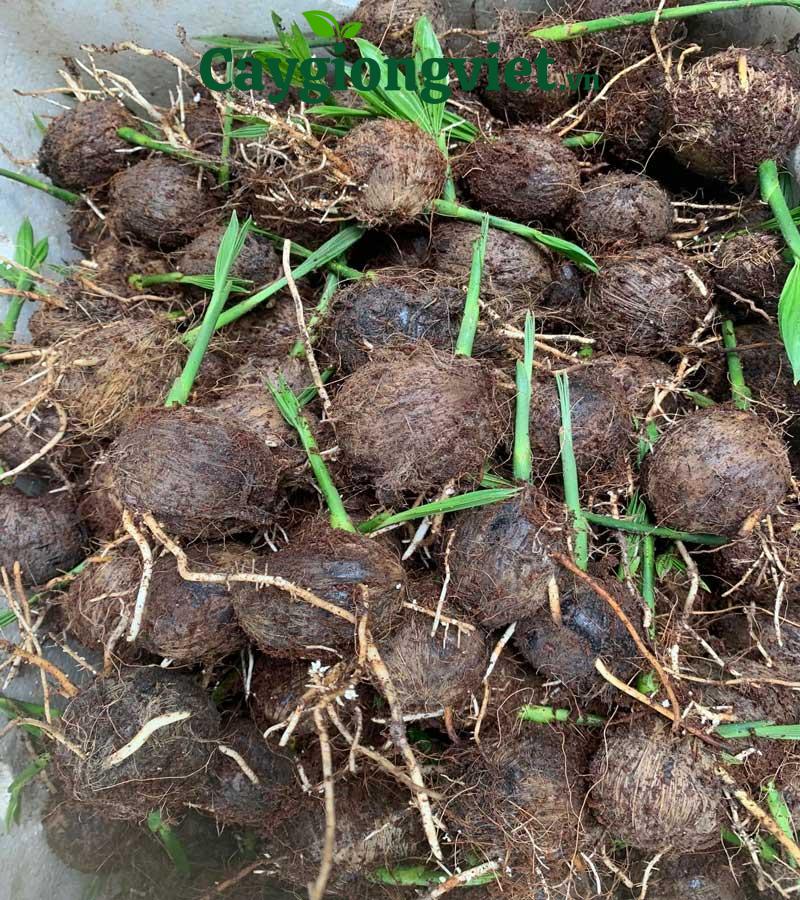 Mầm giống cây cau ta