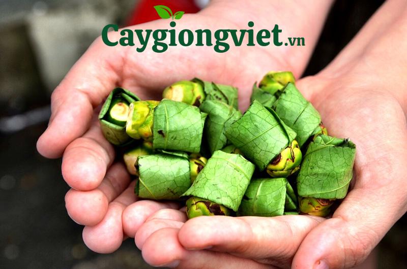 Cau ăn trầu. Quả của cây cau ta