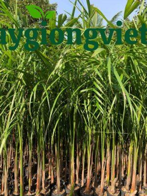 cây cau vua