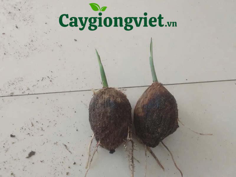 cây cau vua