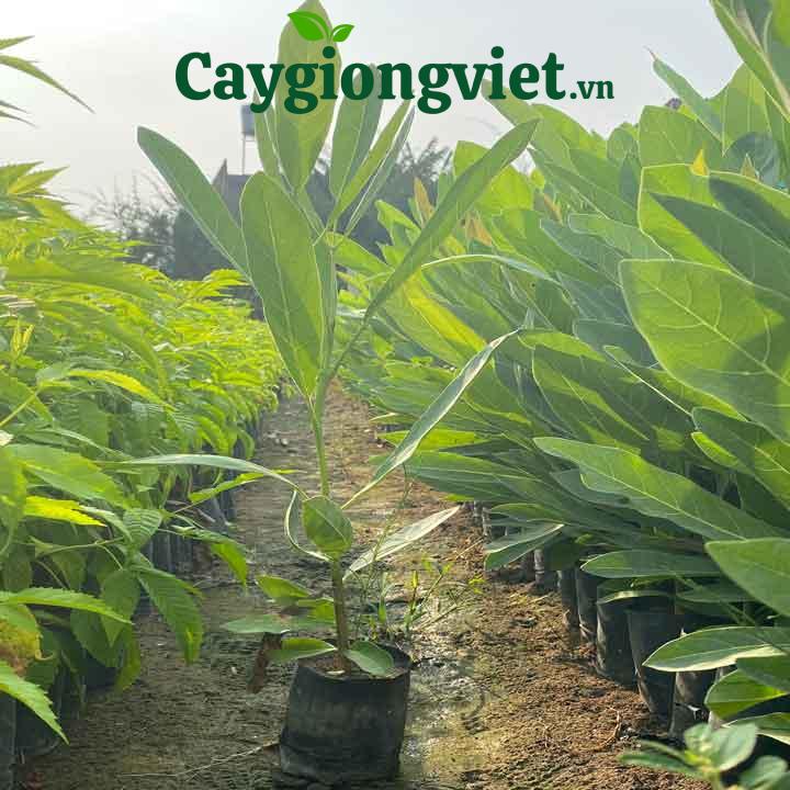 cây chuông vàng