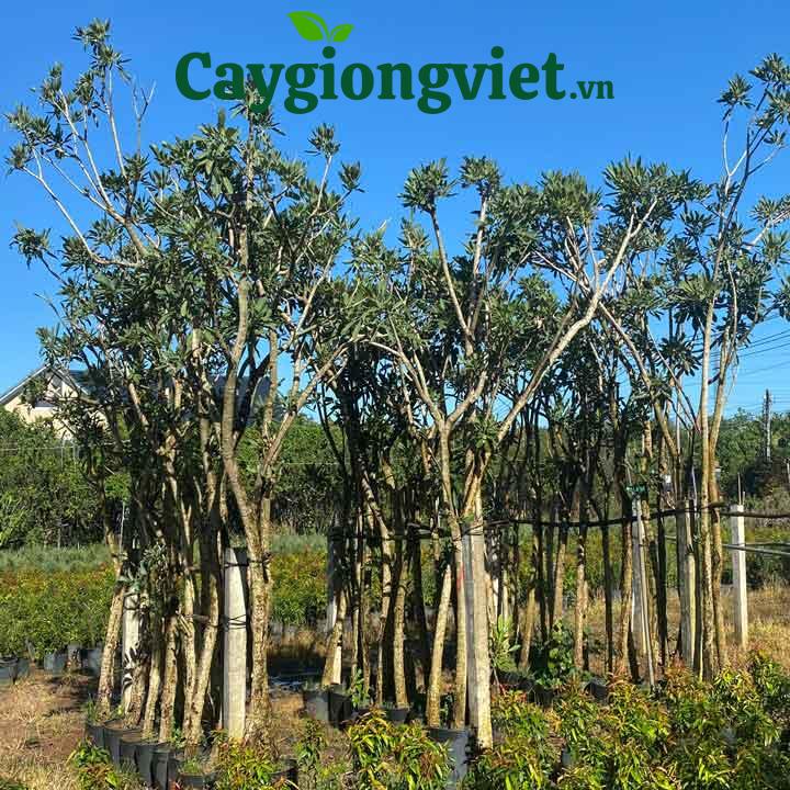 Cây chuông vàng công trình cây chuông vàng công trình